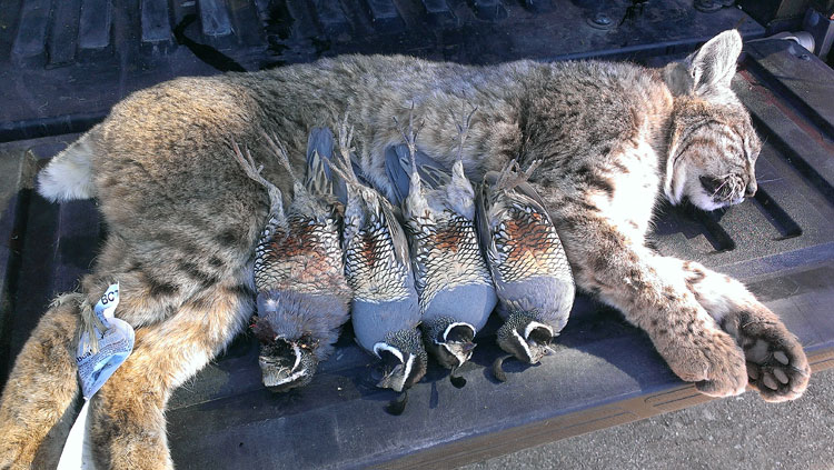 first bobcat and coyote fall 2013 17wsm predator hunting and coyote size