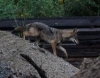Some of our Coyotes and area we hunt... - last post by artyparty01