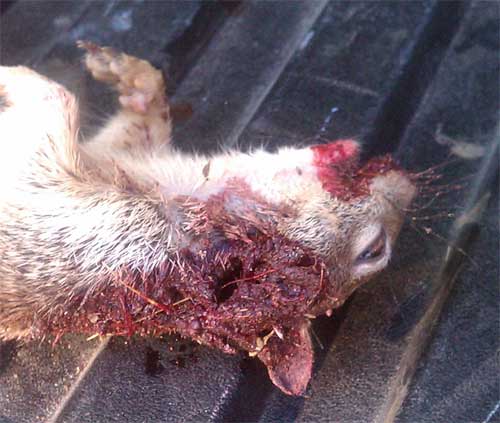 Ground Squirrel Mouth-Head Shot