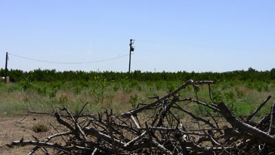 Tree Branch Pile