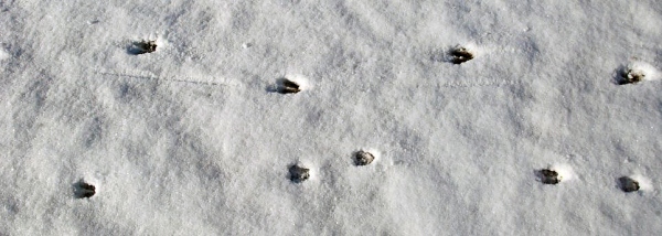 Snowy Deer Tracks