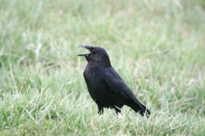 American Crow