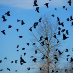 A "Murder" of Crows