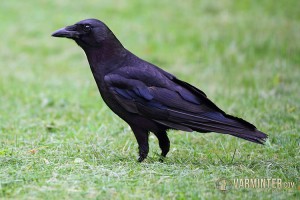 American Crow