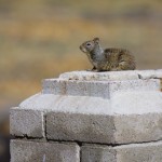 Urban California Ground Squirrel 