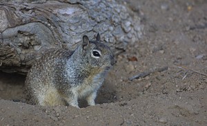 California Ground Squirrel