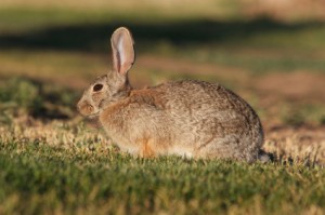 Cottontail Rabbit