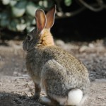 Cottontail Rabbit - Tail Showing