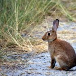 Cottontail Rabbit Next To Brush