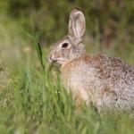 Cottontail Eating Grass