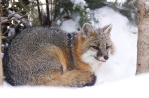 Gray Fox in Snow