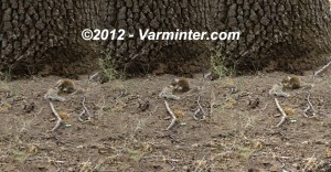 Canniballistic Ground Squirrel