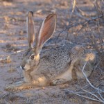 Jack Rabbit Resting