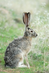 Blacktailed Jack Rabbit