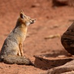 Kit Fox Near Den