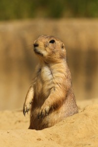 Prairie Dog