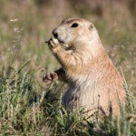 Prairie Dog Eating