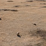 Prairie Dog Colony