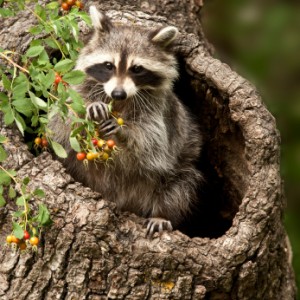 Raccoon Eating Berries