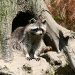 Raccoon at Den Entrance