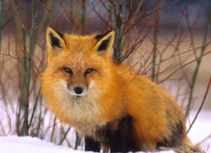 Red Fox in Winter