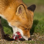Red Fox Eating Prey