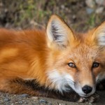 Red Fox on Alert