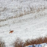 Red Fox on Snowy Field