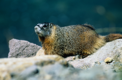 Yellow-Bellied Marmot – Rock Chuck | Varminter Magazine