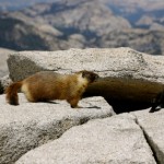 Yellow-Belly-Marmot-Rock-Chuck