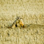 Badger with Gopher