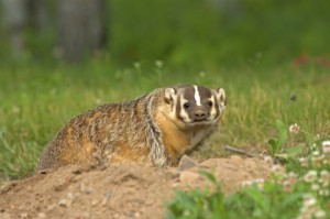 Badger at Den