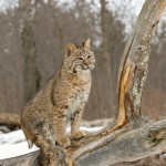 Bobcat in Winter