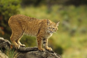 Bobcat in the Wild