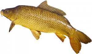 Carp