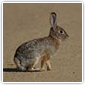 Cottontail on High Alert