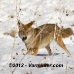 Coyote with Vole