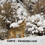 Coyote Howl