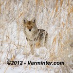 Winter Coyote