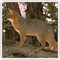 Gray Fox in Tree