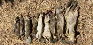 Ground Squirrel Hunt Results