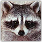 Raccoon Close-Up