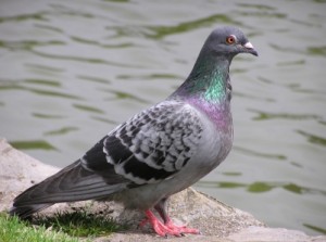 Rock Dove or Feral Pigeon
