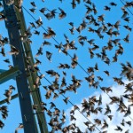 European Starling Flock