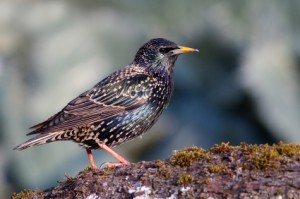 European Starling Full Plumage