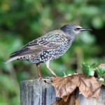 European Starling Female