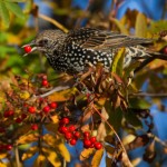 European Starling Feeding