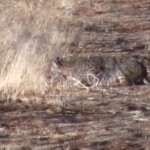 Bobcat Screen Capture