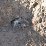 Ground Squirrel Shot Through the Eye