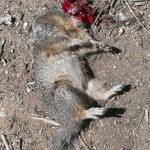 Ground Squirrel Decapitated at 160 yards
